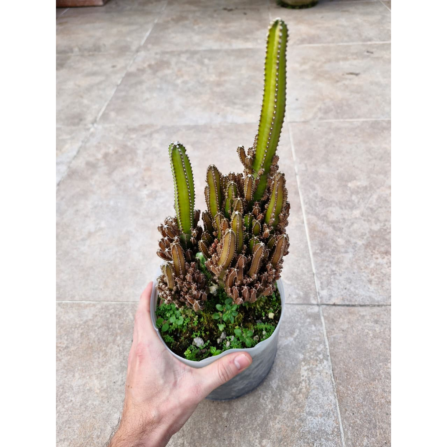 Acanthocereus tetragonus “Castillo de Hada” 1