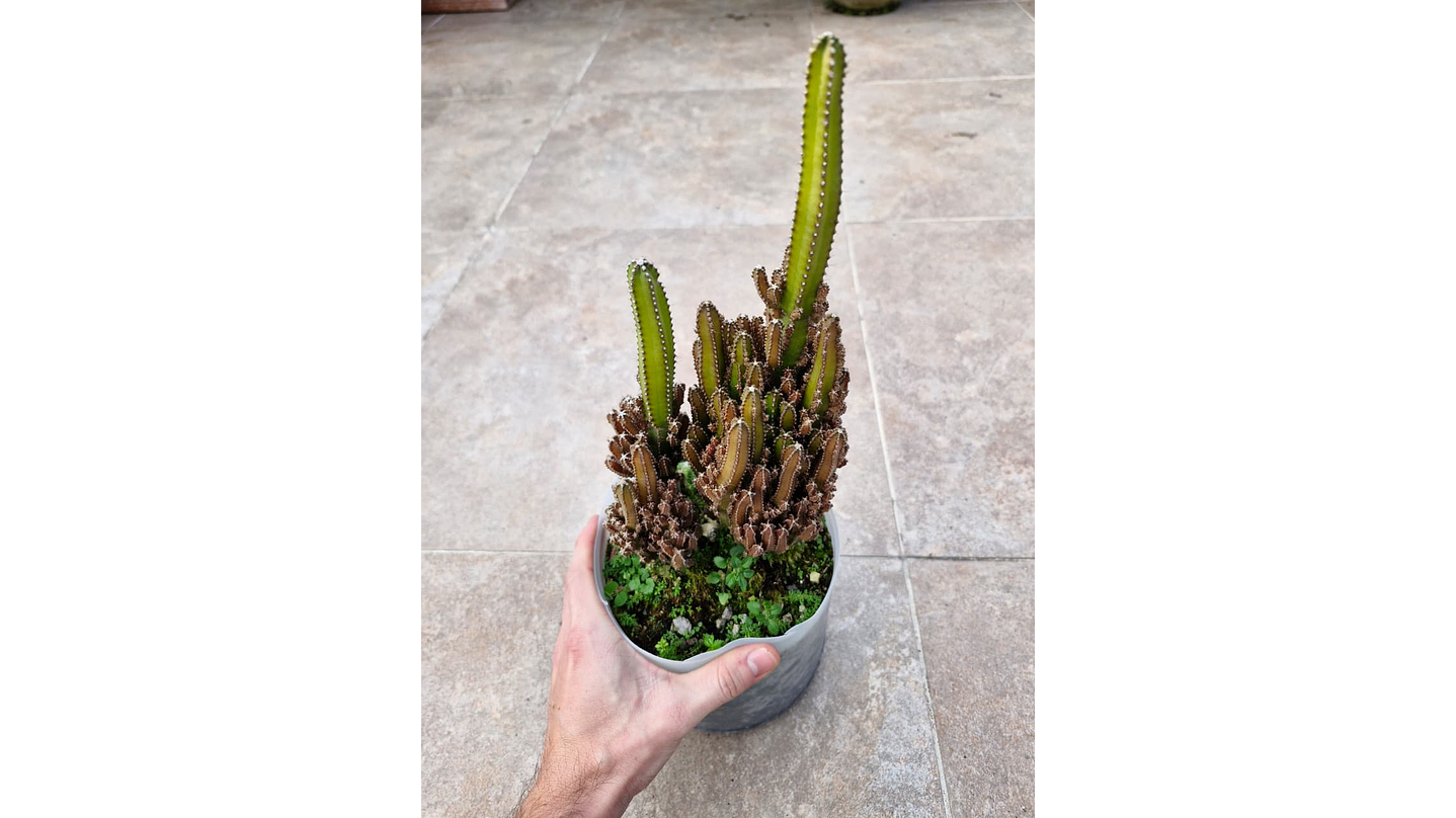 Acanthocereus tetragonus “Castillo de Hada” 1