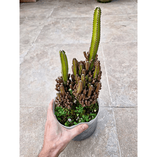 Acanthocereus tetragonus “Castillo de Hada”