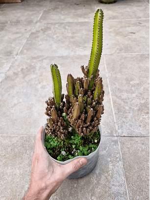 Acanthocereus tetragonus “Castillo de Hada”