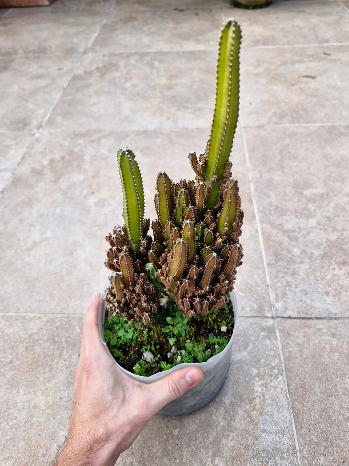 Acanthocereus tetragonus “Castillo de Hada” 1