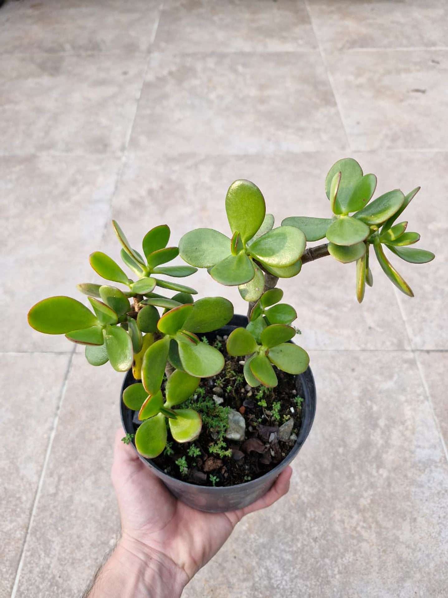 Crassula ovata 