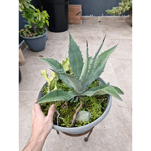 Agave americana