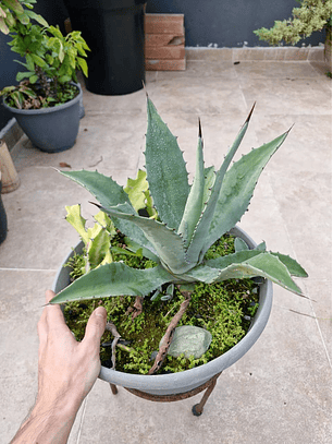 Agave americana