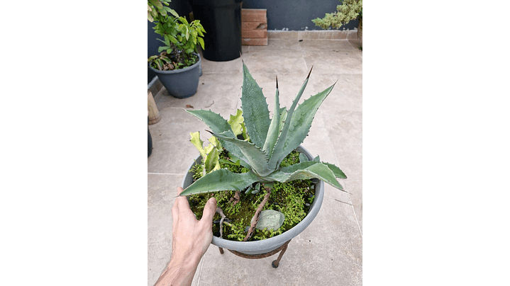 Agave americana 1