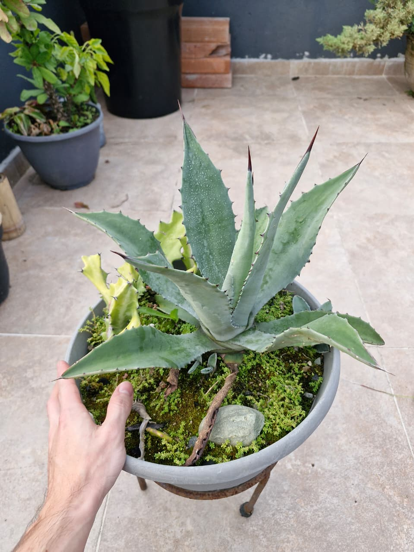 Agave americana 1