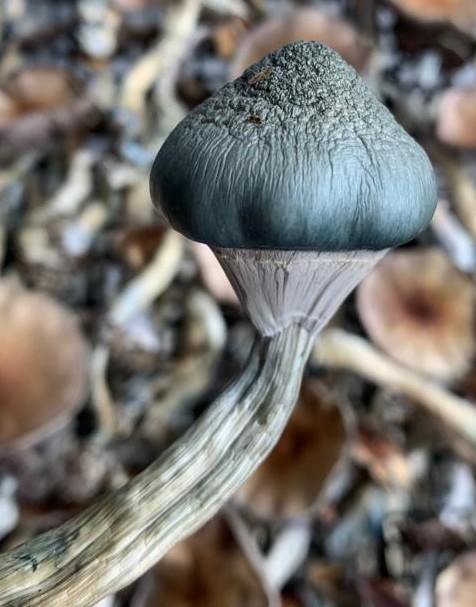 hongos deshidratados