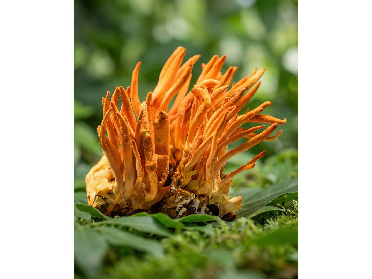 Cordyceps - Energía natural 2