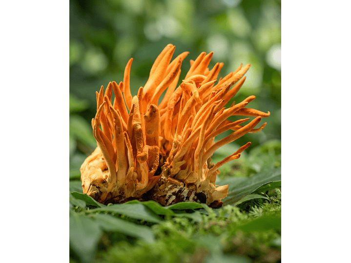 Cordyceps - Energía natural 2
