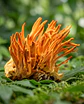 Cordyceps - Energía natural - Miniatura 2