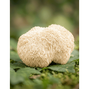 Melena de León - Claridad mental y enfoque consciente