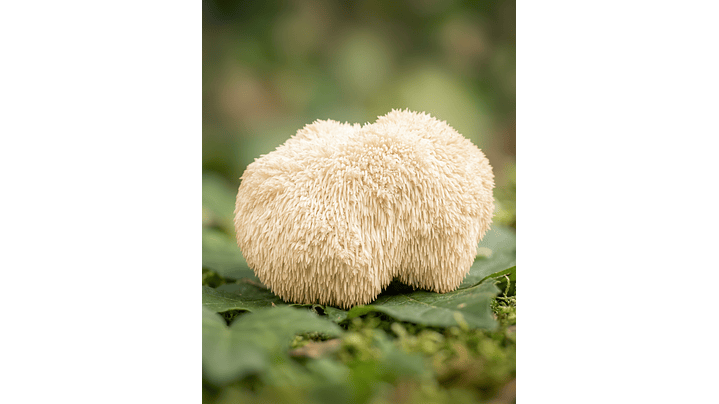 Melena de León - Claridad mental y enfoque consciente 1