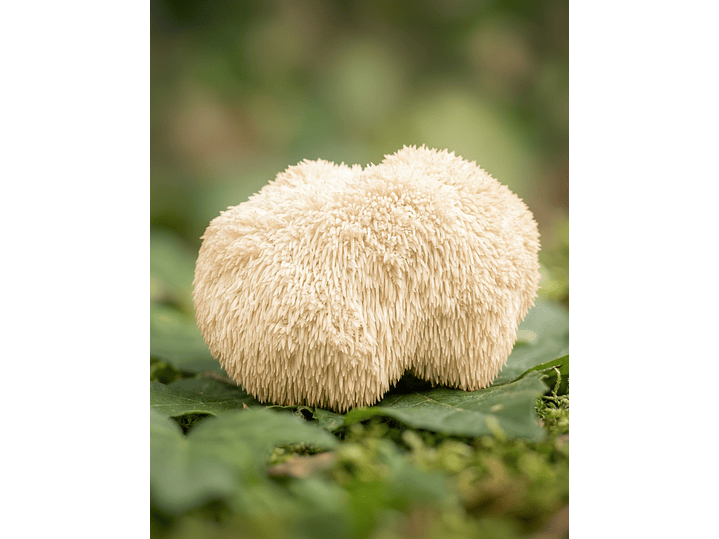 Melena de León - Claridad mental y enfoque 3