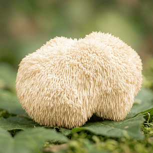 Melena de León - Claridad mental y enfoque consciente
