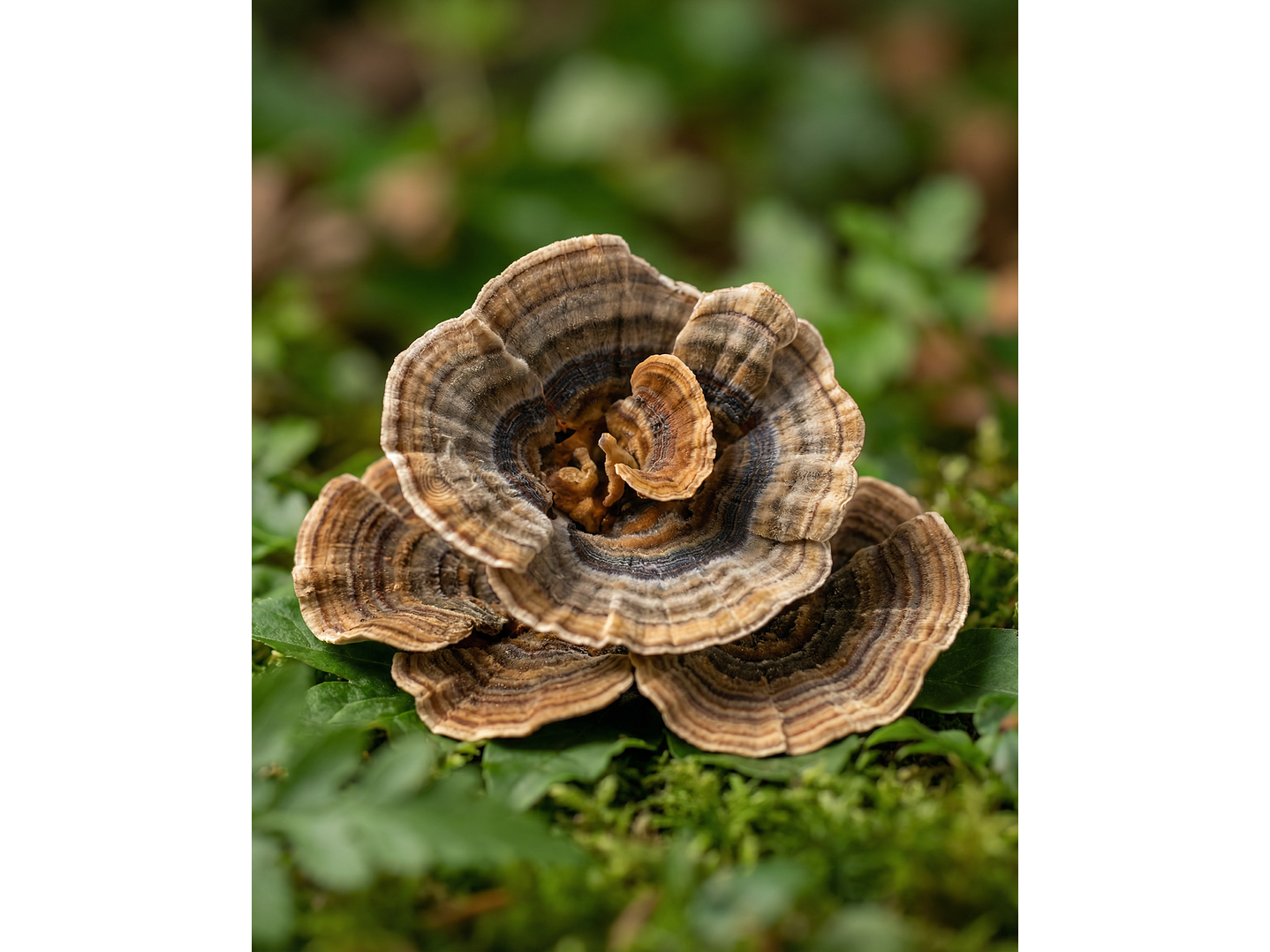 Cola de Pavo - Apoyo natural para el equilibrio interno 1