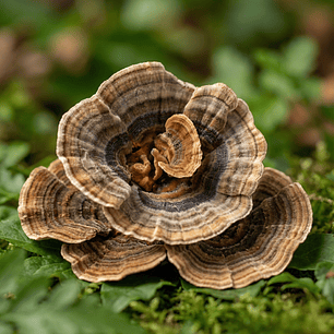 Cola de Pavo - Apoyo natural para el equilibrio interno