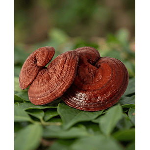 Reishi - Equilibrio, calma y bienestar integral