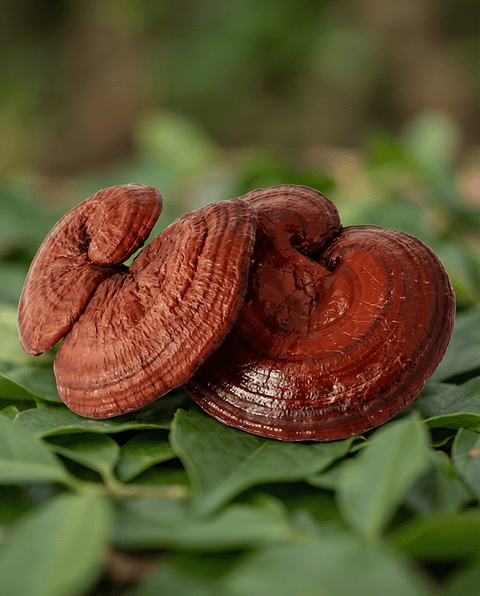Reishi - Equilibrio, calma y bienestar integral