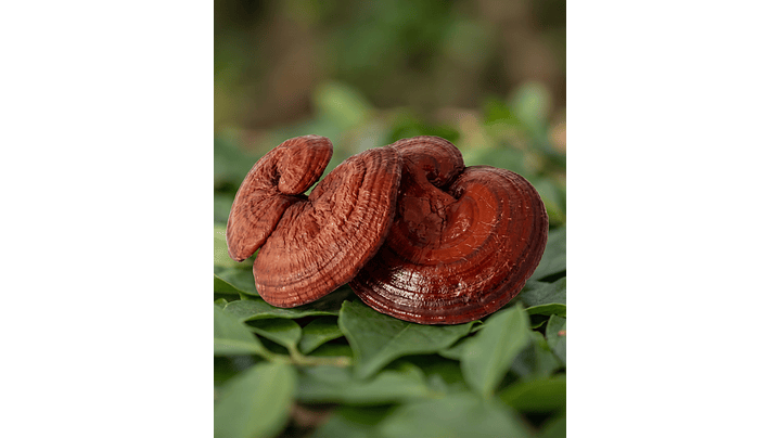 Reishi - Equilibrio, calma y bienestar integral 1