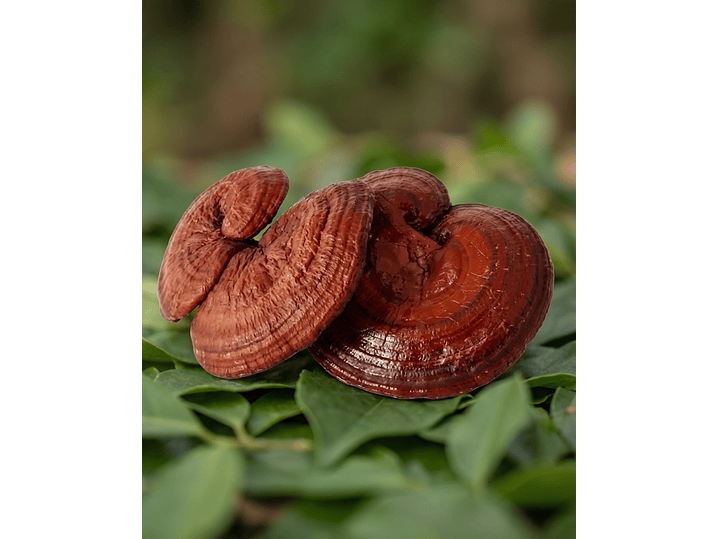 Reishi - Equilibrio, calma y bienestar integral 1