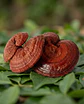Reishi - Equilibrio, calma y bienestar integral - Miniatura 1