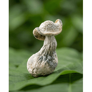 fungimente deshidratado