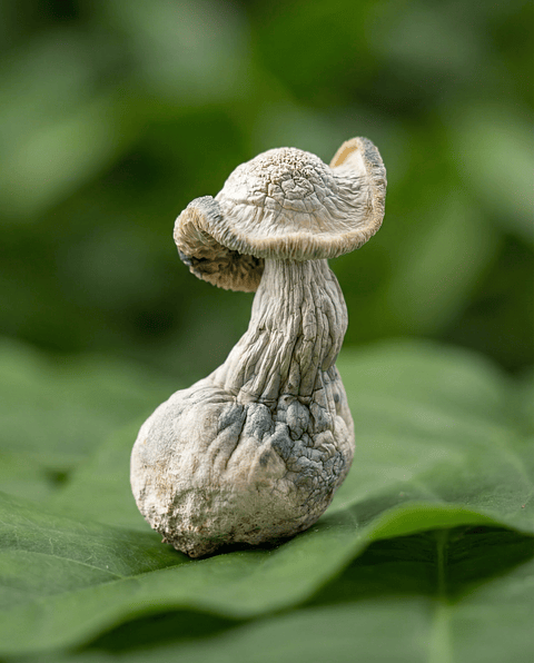 BLUEMOON FungiMente Deshidratado