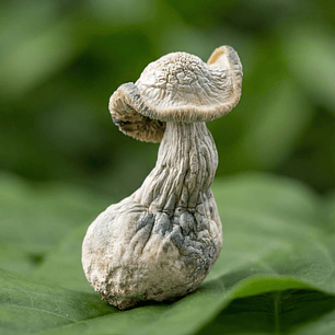 FungiMente deshidratado - Ritual sagrado y conexión profunda