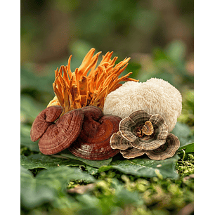 MultiFungi - Bienestar integral en una sola fórmula