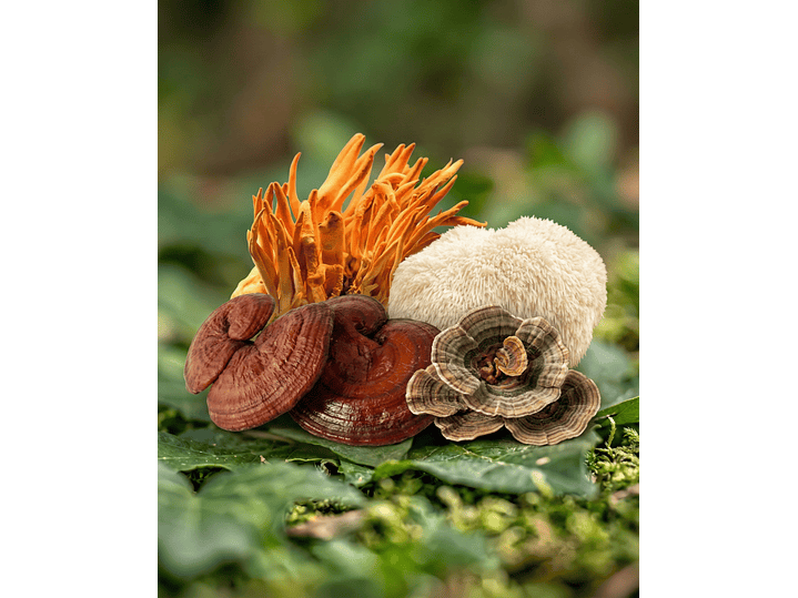 MultiFungi - Bienestar integral en una sola fórmula 2