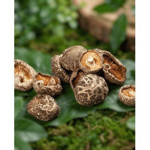 shiitake