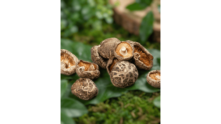 shiitake 1