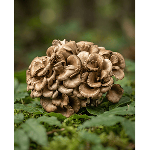 maitake 