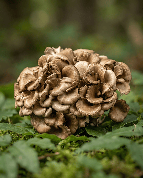 maitake 