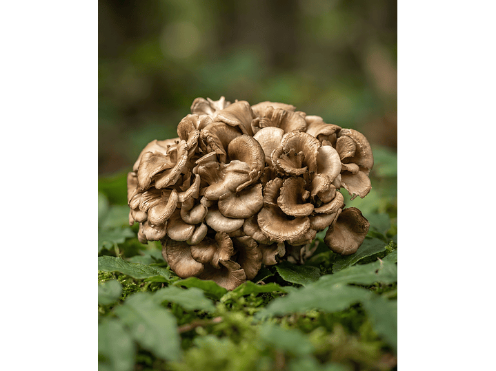 maitake  1