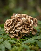 Maitake (Grifola frondosa) - Miniatura 1