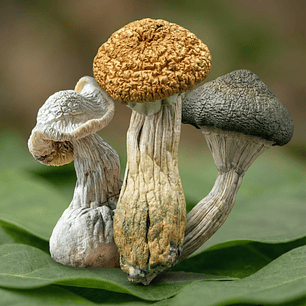 FungiMente Deshidratado - Ritual y conexión profunda