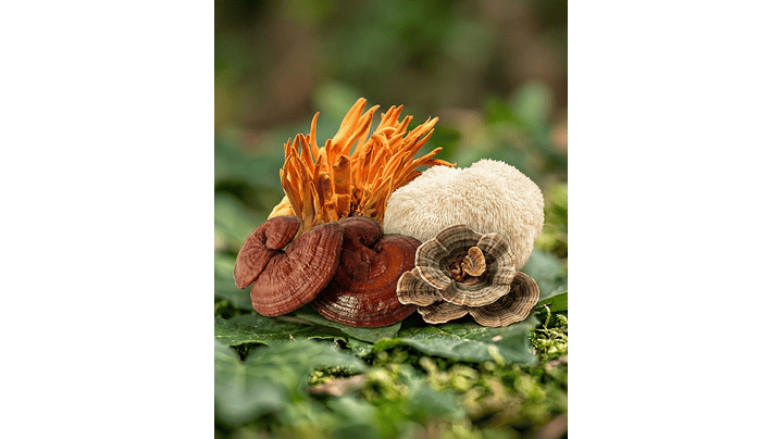 Starter Pack x3 Hongos Funcionales (30 caps cada uno) 1