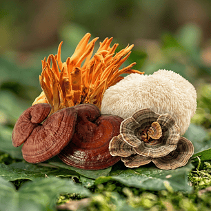 Starter Pack x3 Hongos Funcionales (30 caps cada uno)