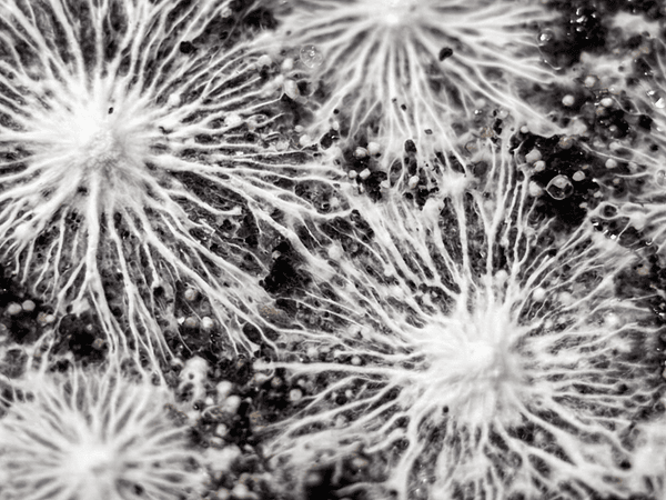 El micelio: una red viva que sostiene los ecosistemas