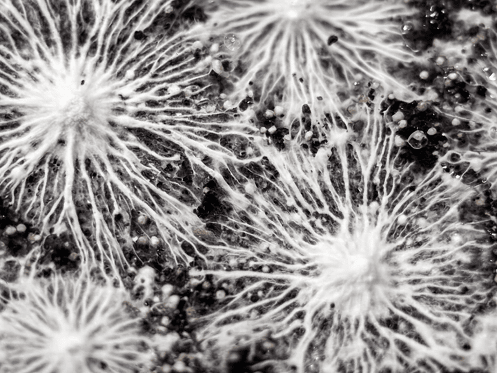 El micelio: una red viva que sostiene los ecosistemas