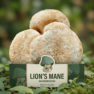 Melena de León deshidratado