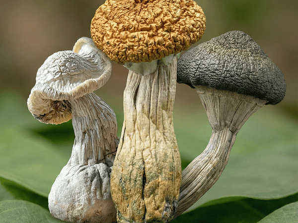 Hongos Enteógenos PDF