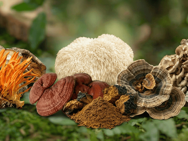 Guía Rápida de Hongos funcionales - Beneficios y Precauciones