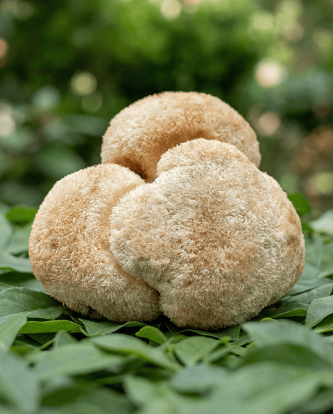 Melena de León deshidratada