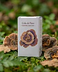 Cola de Pavo - Fortalece el Sistema Inmune - Miniatura 1