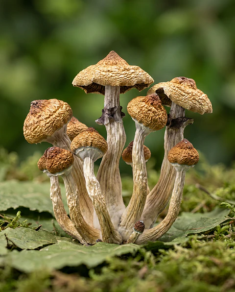 Golden Teacher Deshidratado