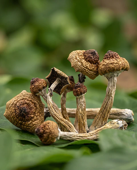 Golden Teacher Deshidratado