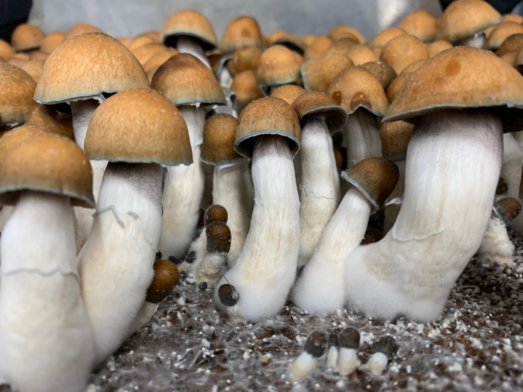 HONGOS