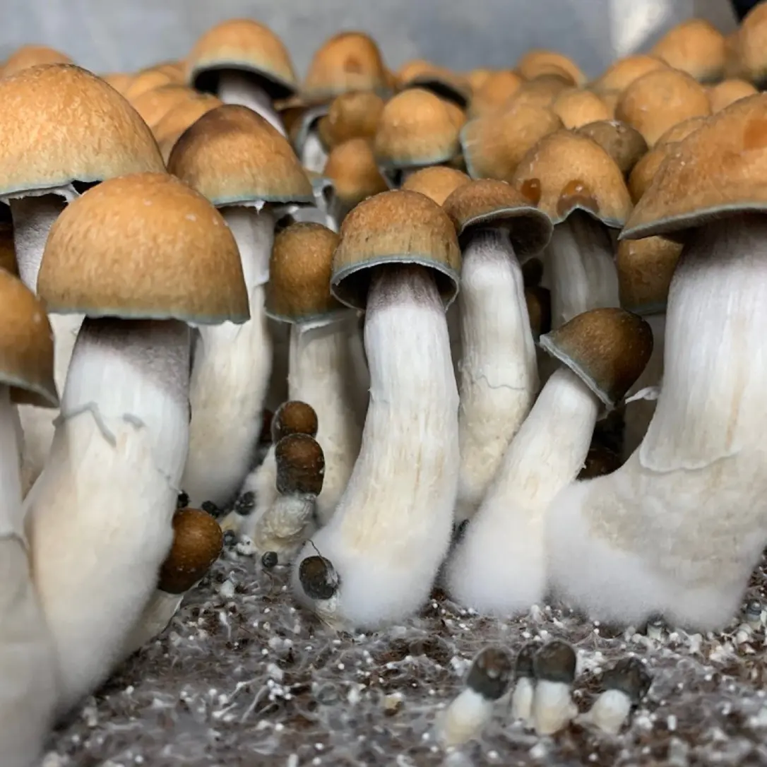 HONGOS